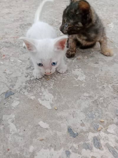 Persian mix breed