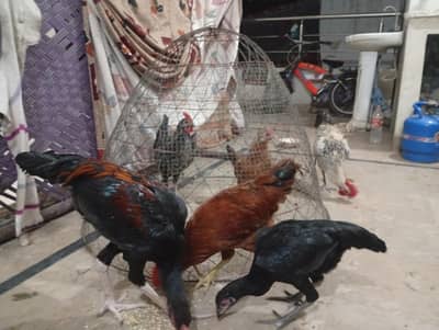 Aseel  breeder | ghar ka pala hua