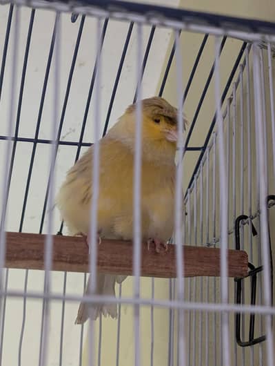 Best Quality Male Canaries Available - All Singing Birds