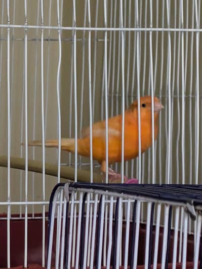 Best Quality Male Canaries Available - All Singing Birds