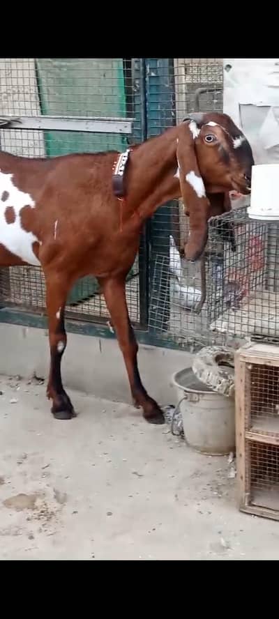 pregnant pure beetal nagri dabbi bakri  available