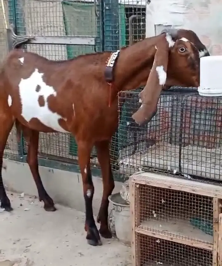 pregnant pure beetal nagri dabbi bakri  available — photo 2