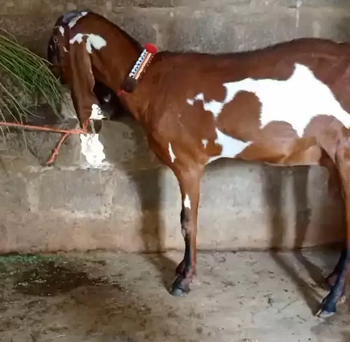 pregnant pure beetal nagri dabbi bakri  available — photo 3