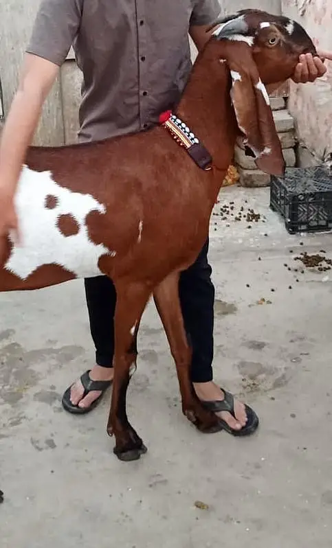 pregnant pure beetal nagri dabbi bakri  available — photo 4