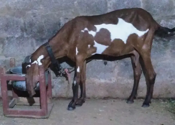 pregnant pure beetal nagri dabbi bakri  available — photo 5