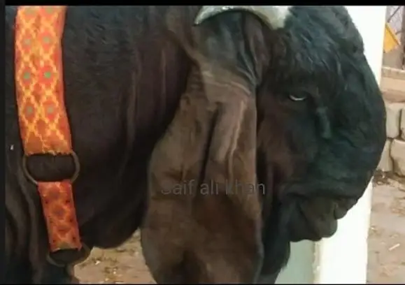 pregnant pure beetal nagri dabbi bakri  available — photo 6