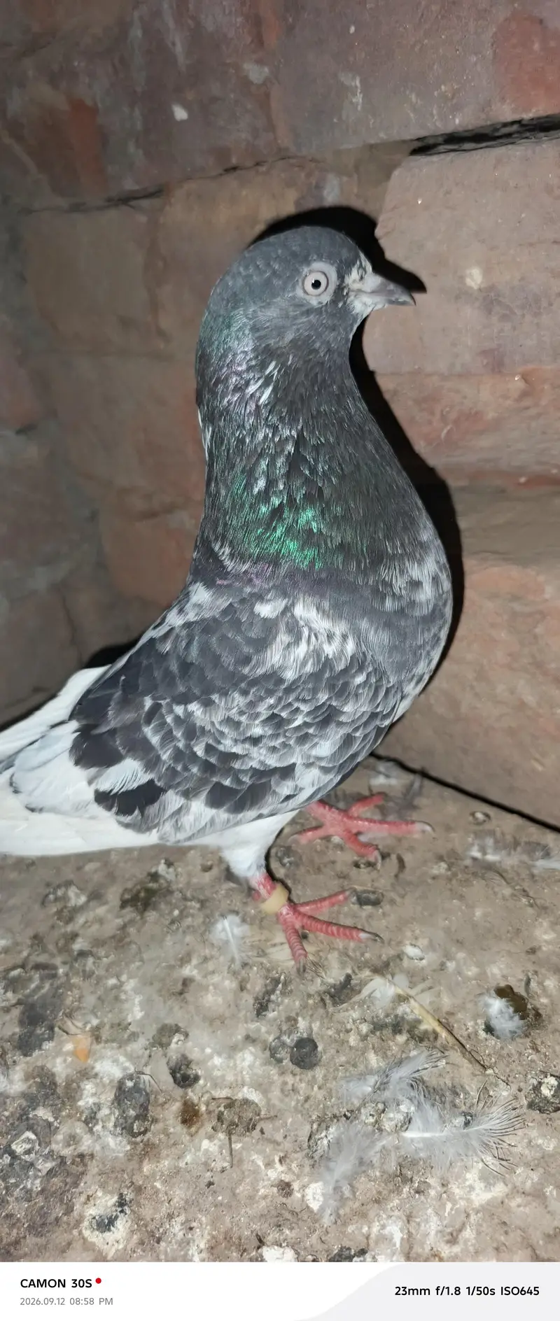 full breeder female 1 male dog wala full breeder red eyes — photo 3