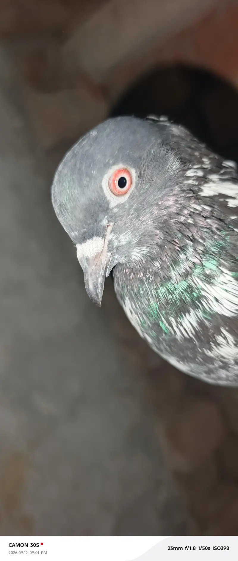 full breeder female 1 male dog wala full breeder red eyes — photo 7