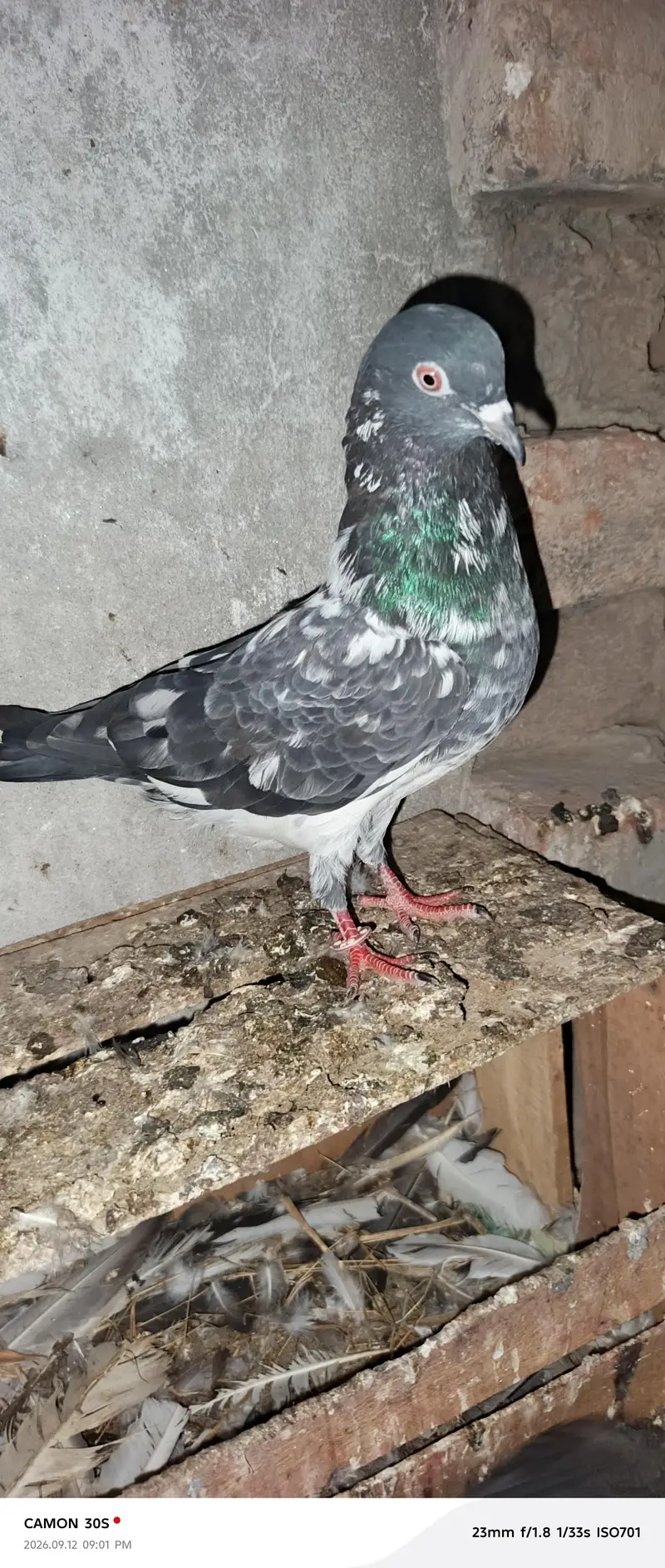 full breeder female 1 male dog wala full breeder red eyes — photo 8