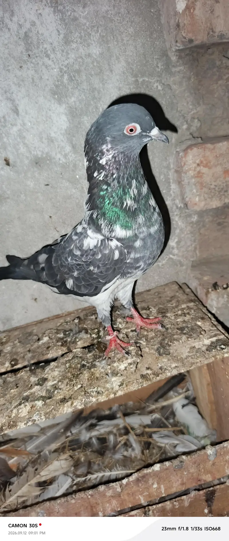full breeder female 1 male dog wala full breeder red eyes — photo 9
