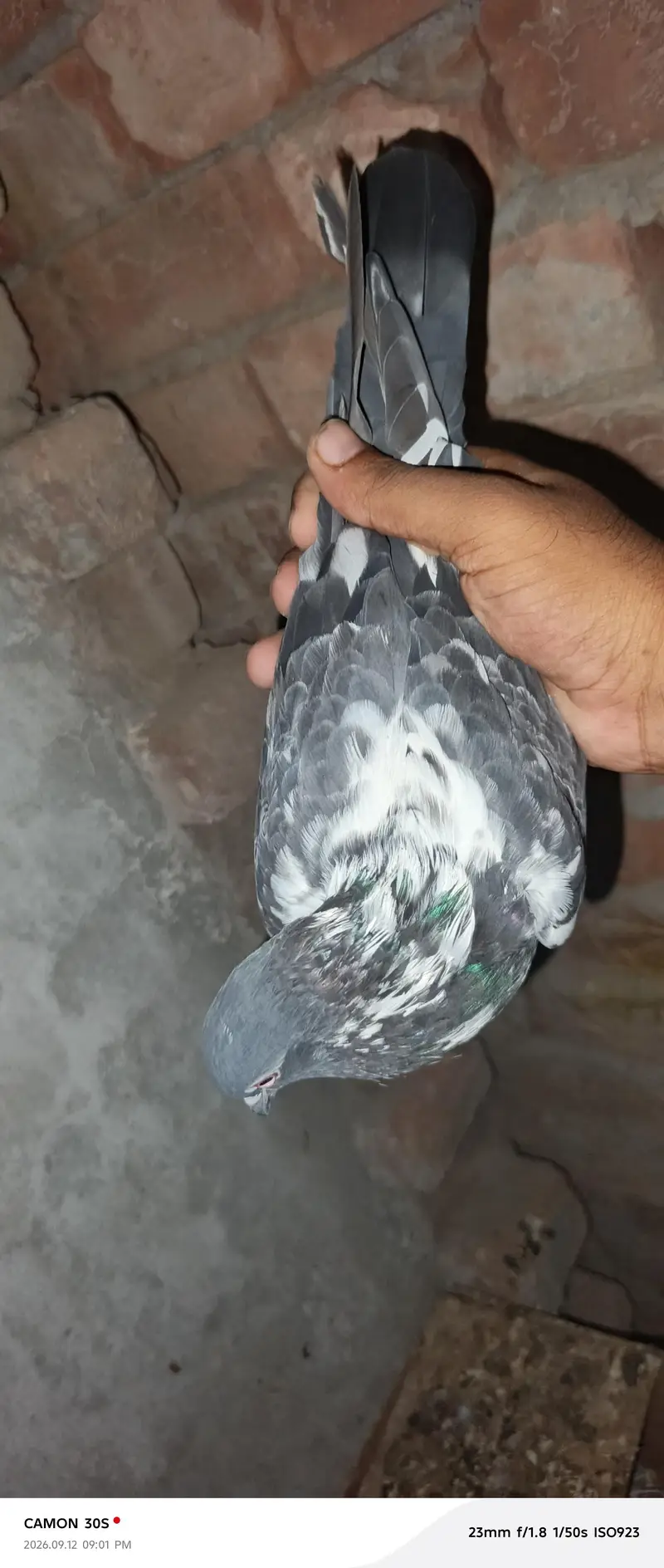 full breeder female 1 male dog wala full breeder red eyes — photo 10