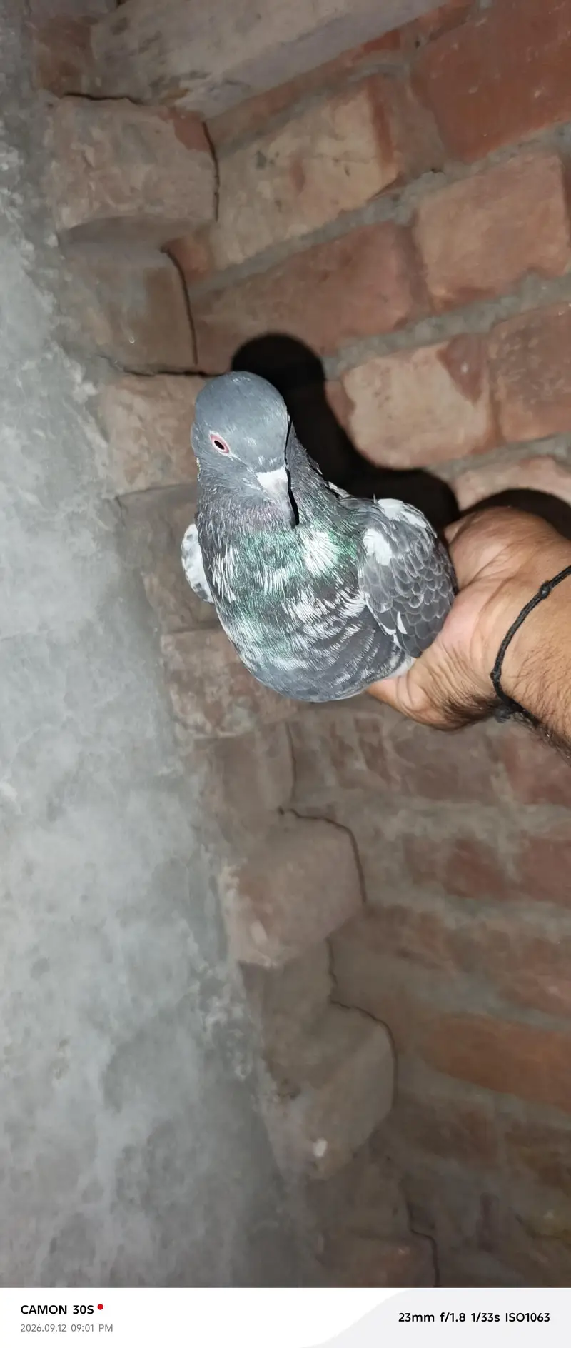 full breeder female 1 male dog wala full breeder red eyes — photo 11