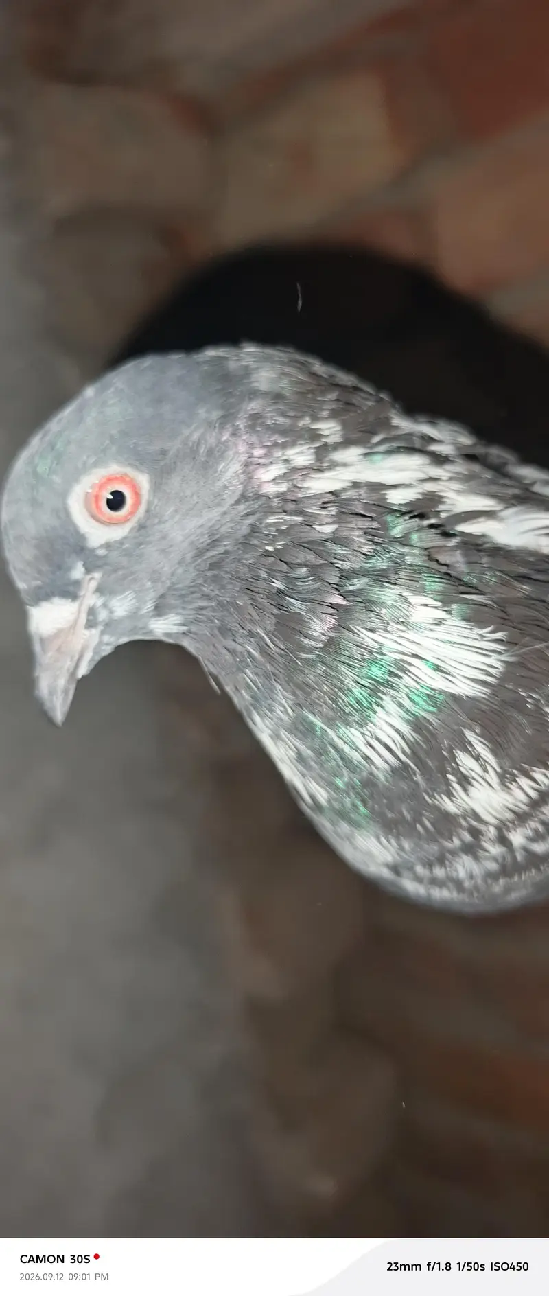 full breeder female 1 male dog wala full breeder red eyes — photo 12