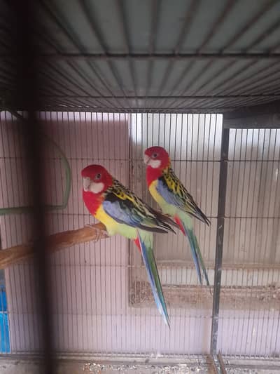 Beautifull eastern rosella parrot