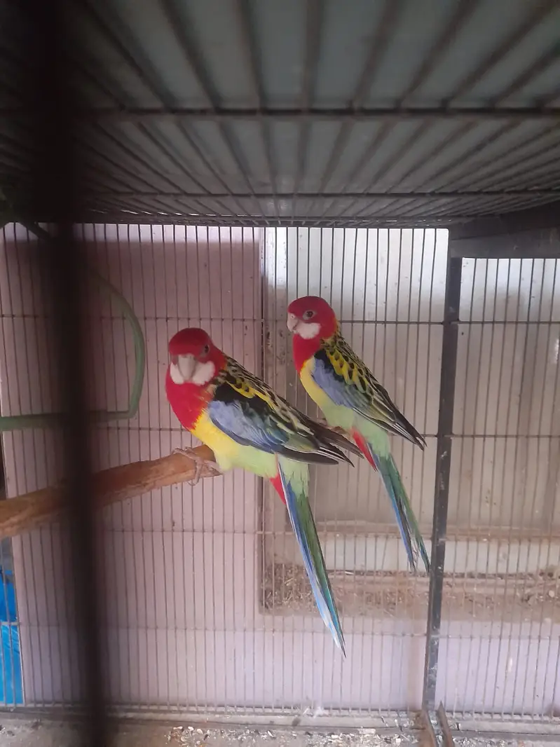 Beautifull eastern rosella parrot — photo 2