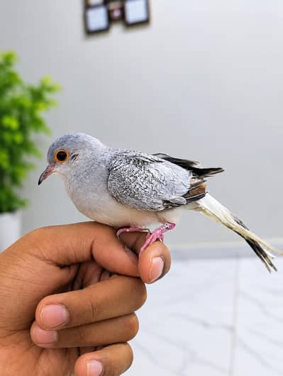Hand Tame Diamond Doves for Sale - Active & Healthy Pair