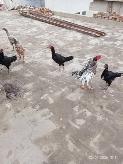 Pure Aseel Pakistani good blood line for sale