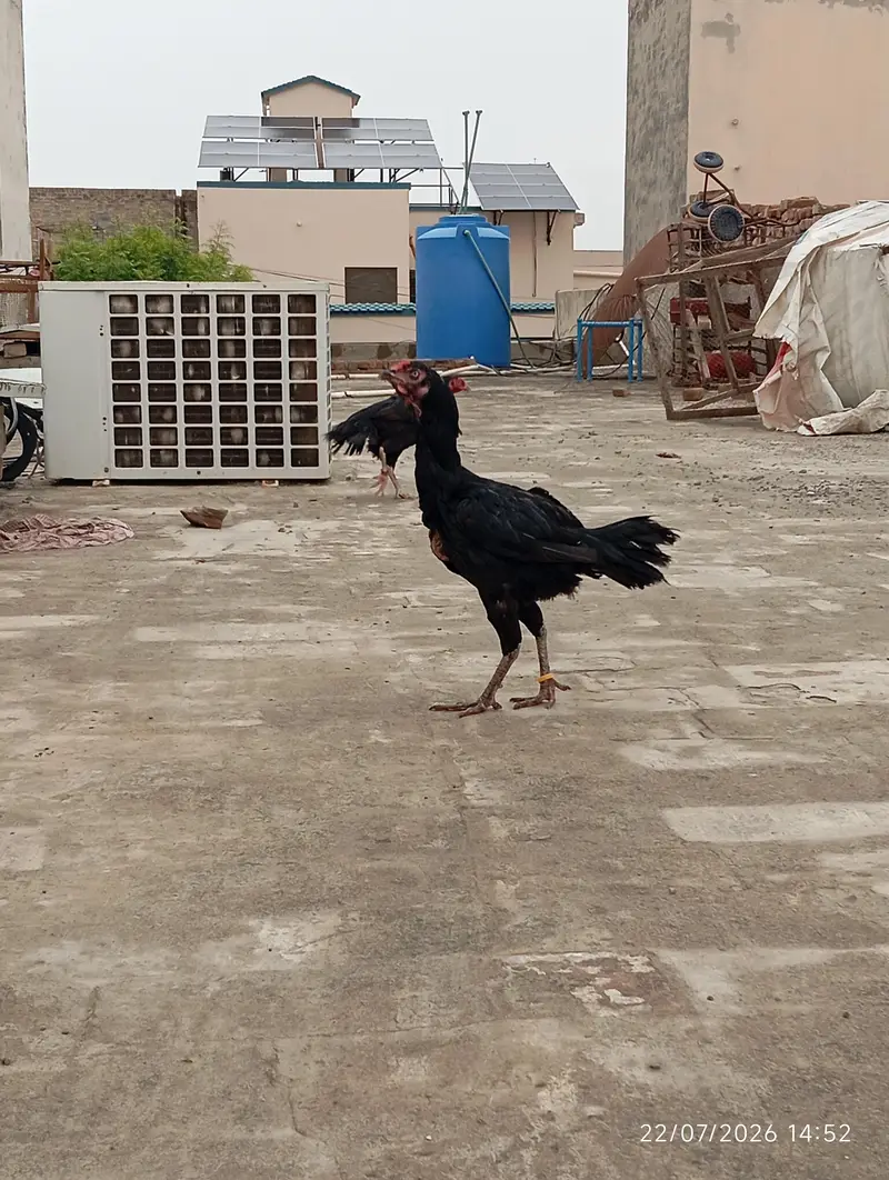 Pure Aseel Pakistani good blood line for sale — photo 2