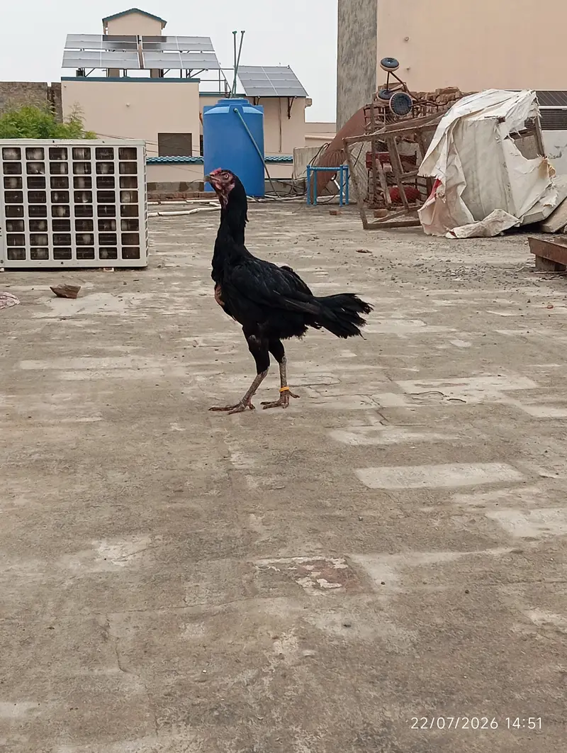 Pure Aseel Pakistani good blood line for sale — photo 3