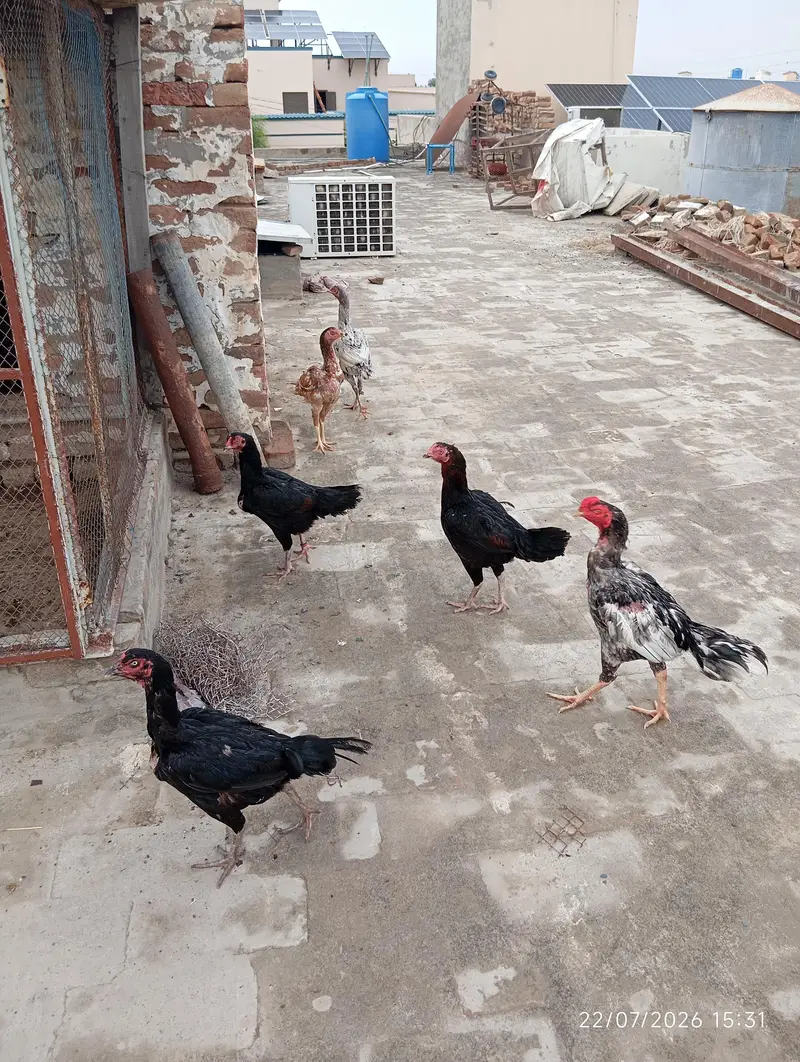 Pure Aseel Pakistani good blood line for sale — photo 4