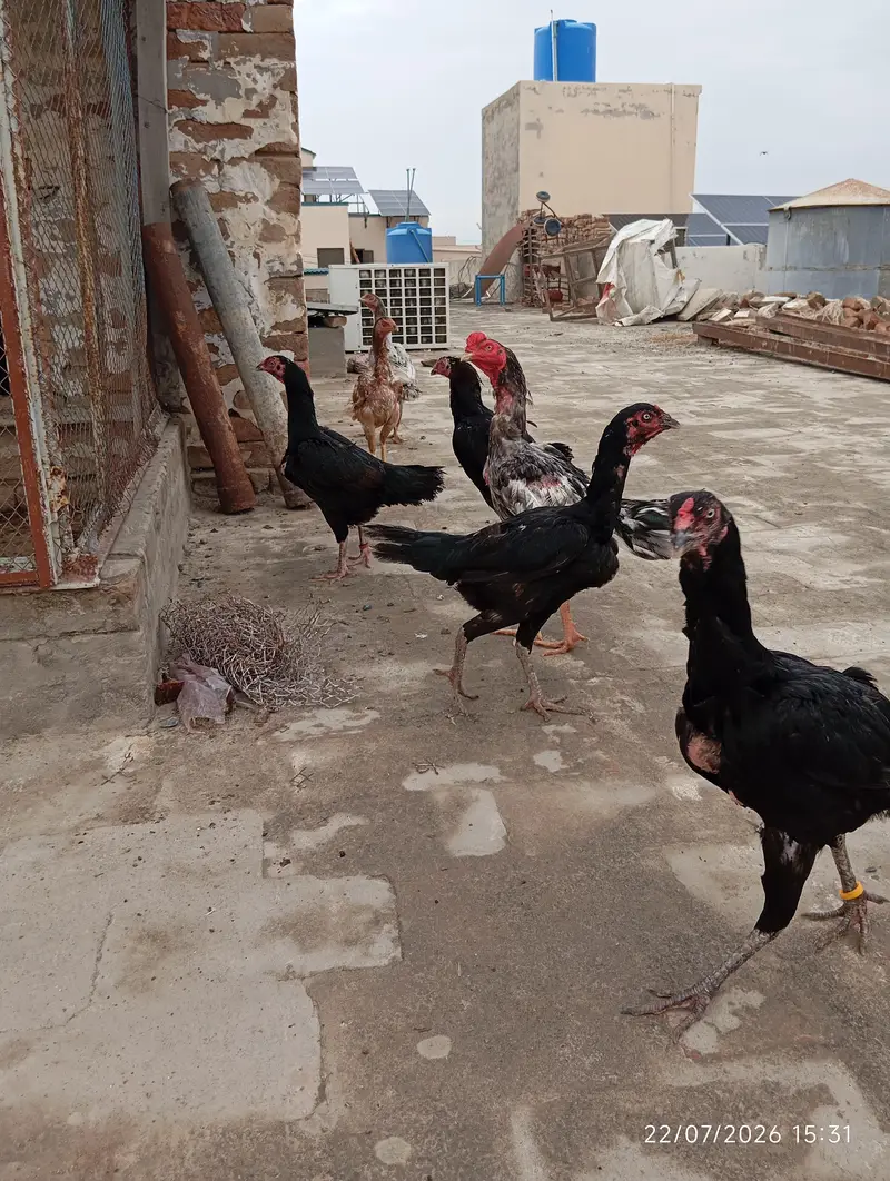 Pure Aseel Pakistani good blood line for sale — photo 5