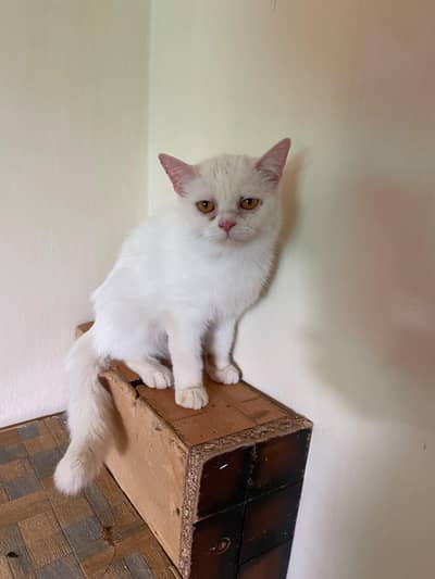 Persian Male and female breeder cats for sale