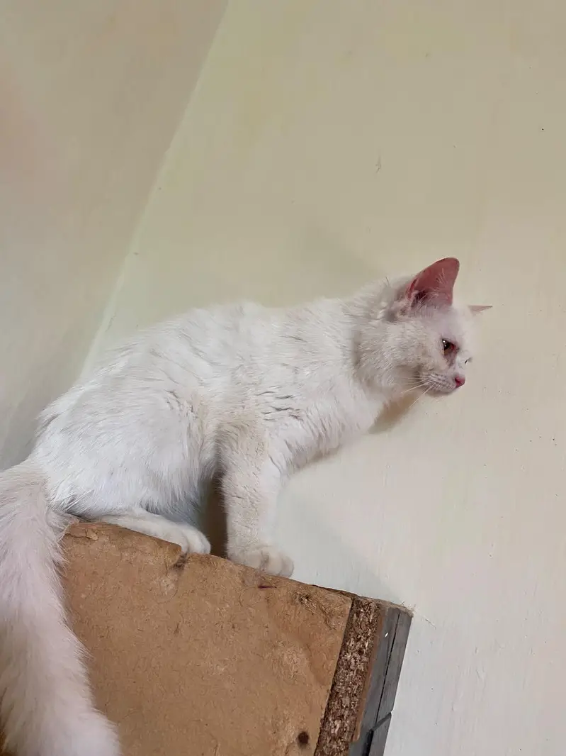 Persian Male and female breeder cats for sale — photo 2