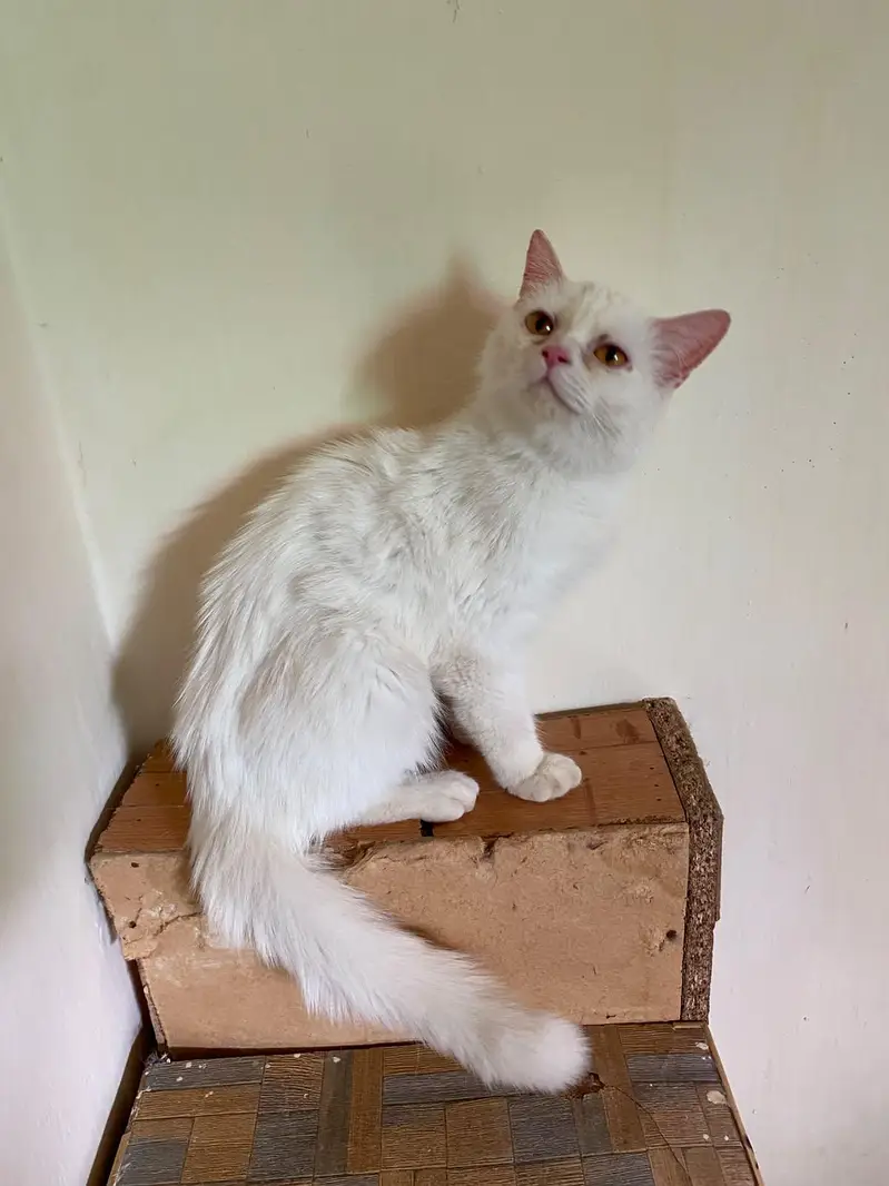 Persian Male and female breeder cats for sale — photo 3