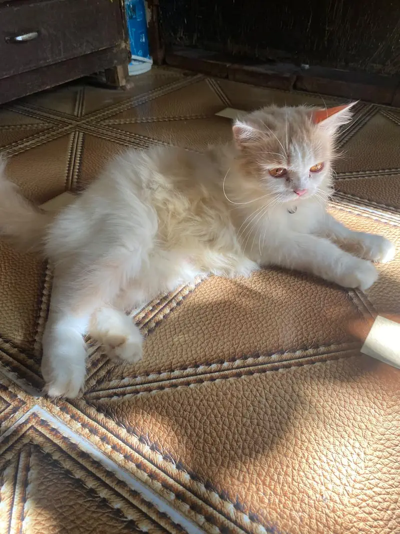Persian Male and female breeder cats for sale — photo 4