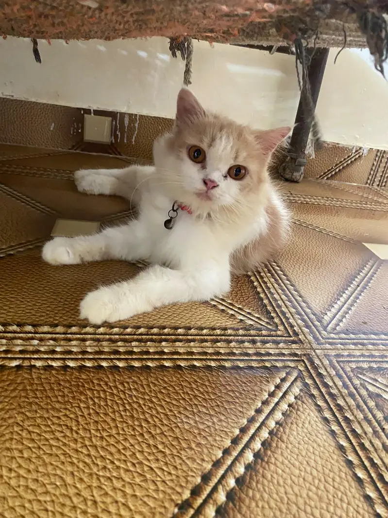 Persian Male and female breeder cats for sale — photo 5