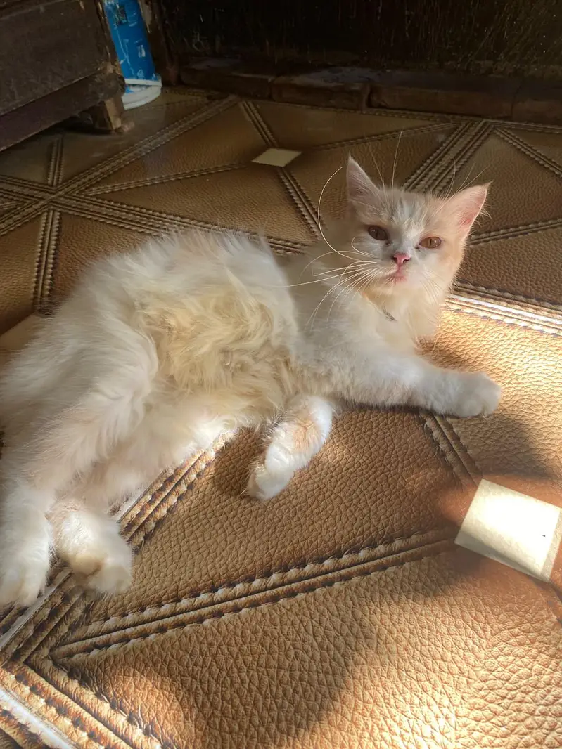 Persian Male and female breeder cats for sale — photo 6