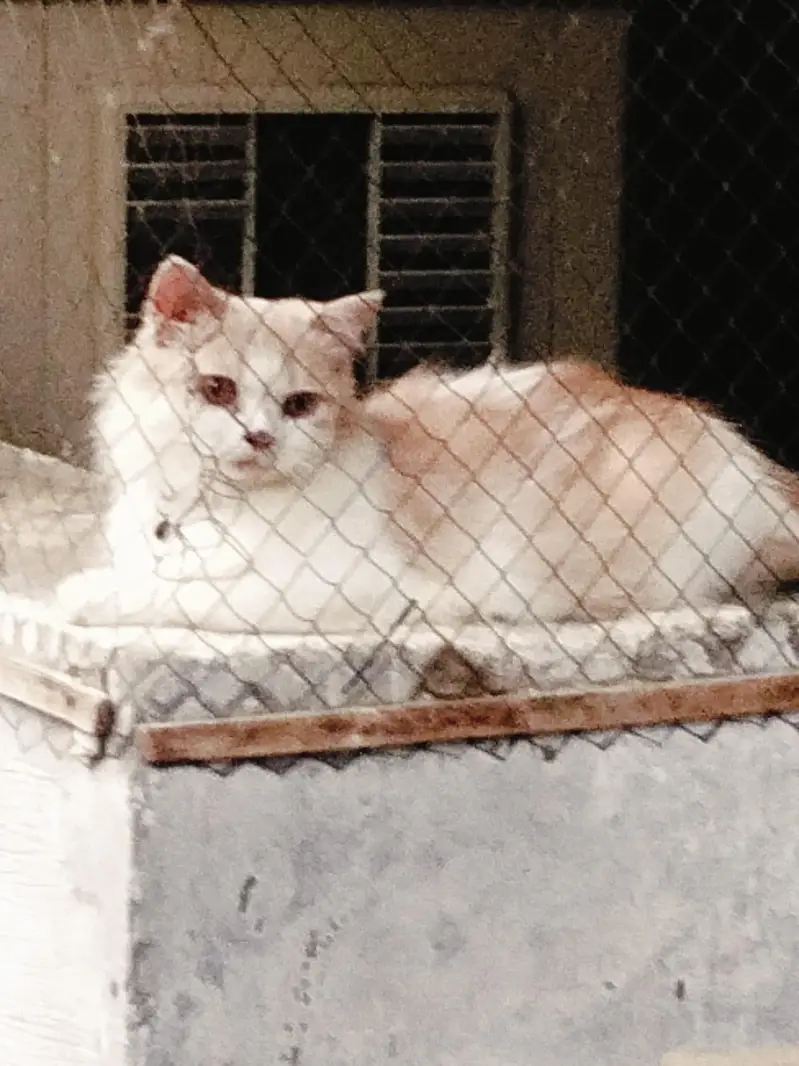 Persian Male and female breeder cats for sale — photo 7