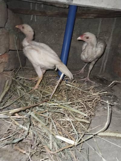 heera chicks for sale