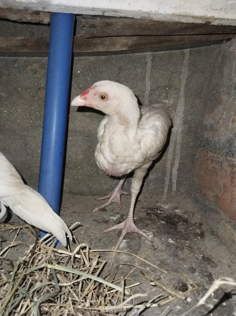 heera chicks for sale — photo 2