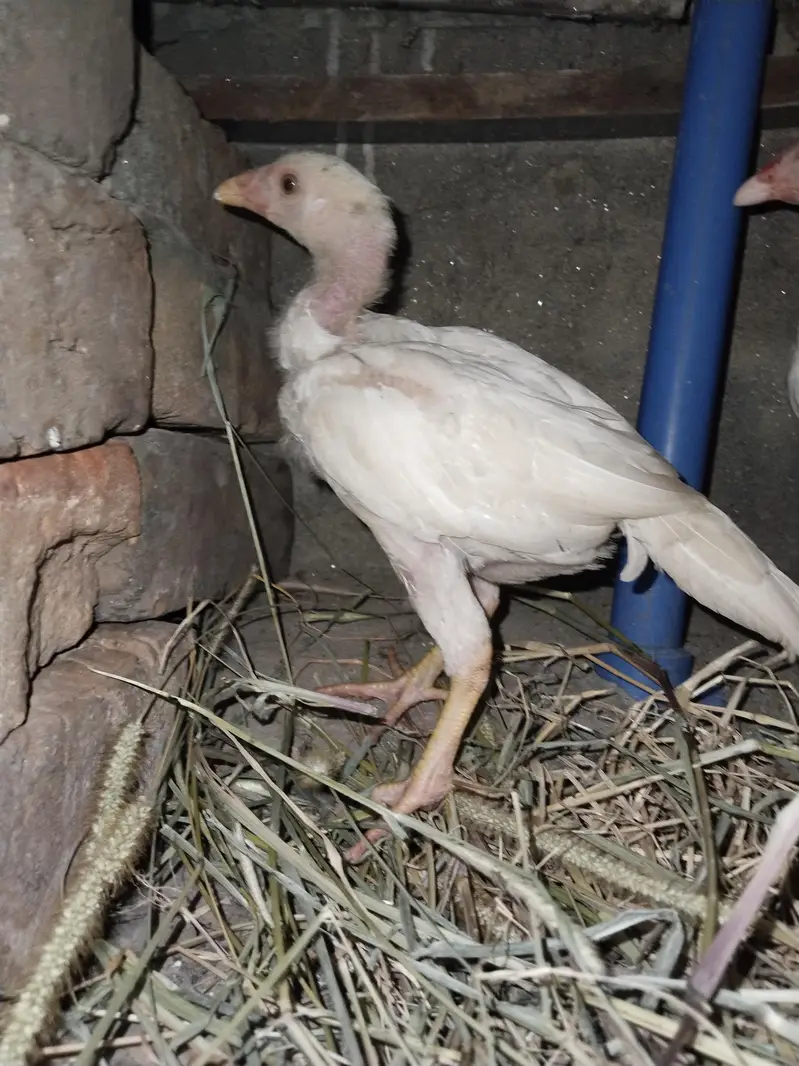 heera chicks for sale — photo 3