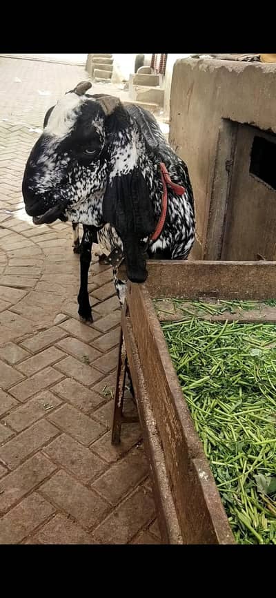makhi chena bakri  gaban 1 month ki  03122535511