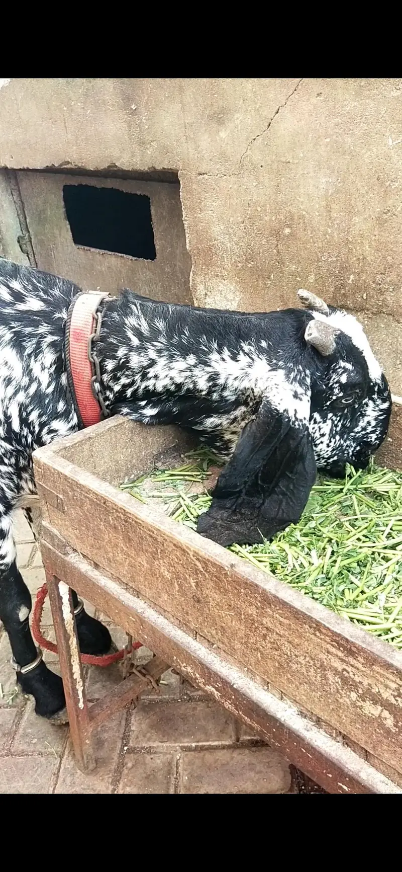 makhi chena bakri  gaban 1 month ki  03122535511 — photo 2