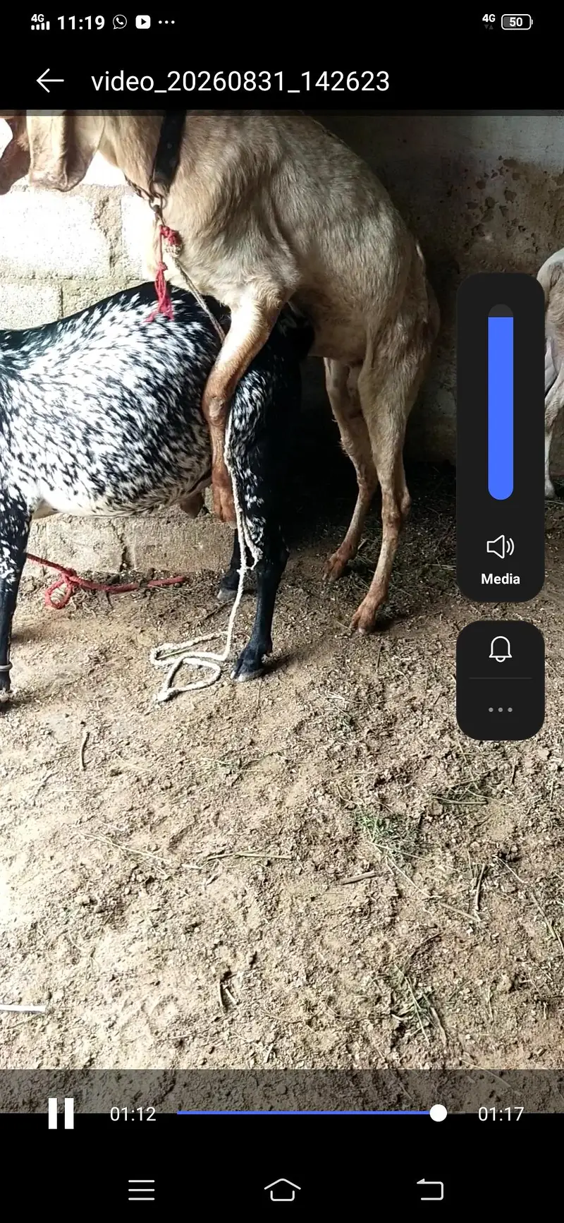 makhi chena bakri  gaban 1 month ki  03122535511 — photo 3
