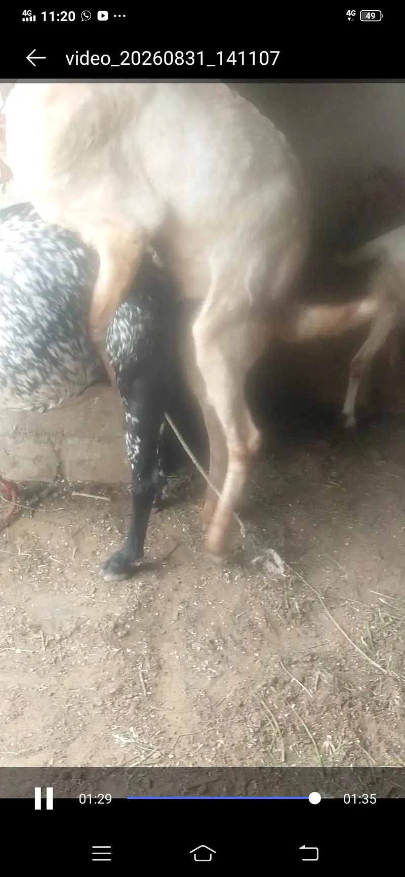 makhi chena bakri  gaban 1 month ki  03122535511 — photo 4