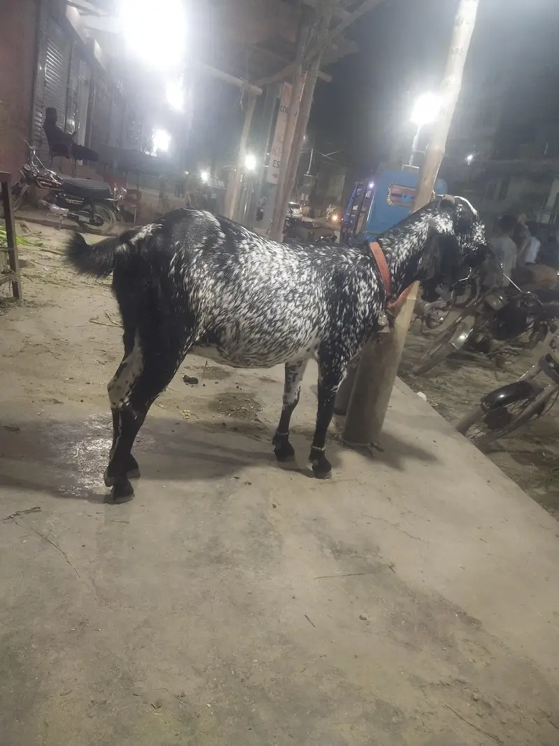 makhi chena bakri  gaban 1 month ki  03122535511 — photo 5