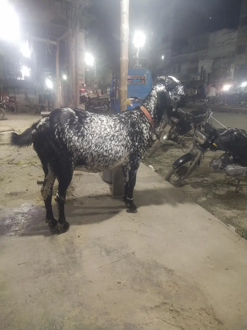 makhi chena bakri  gaban 1 month ki  03122535511 — photo 6
