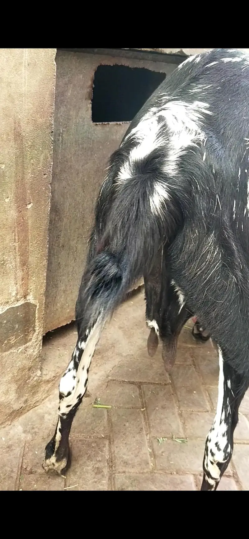 makhi chena bakri  gaban 1 month ki  03122535511 — photo 7