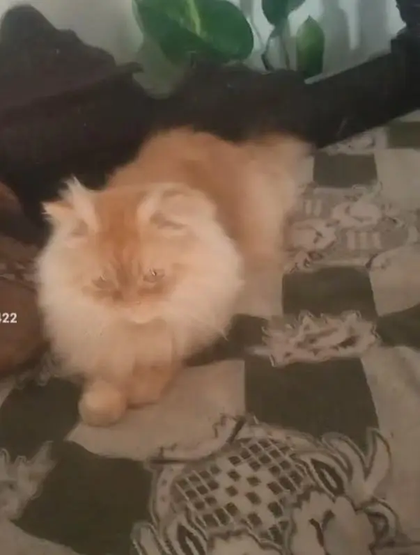 Persian Male and female breeder cats for sale — photo 8