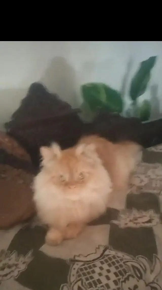 Persian Male and female breeder cats for sale — photo 9