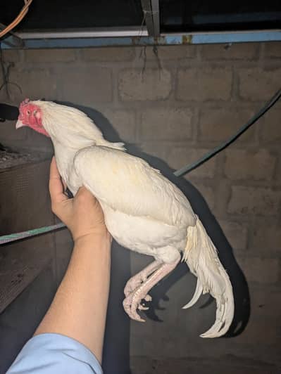 Aseel pair for sale