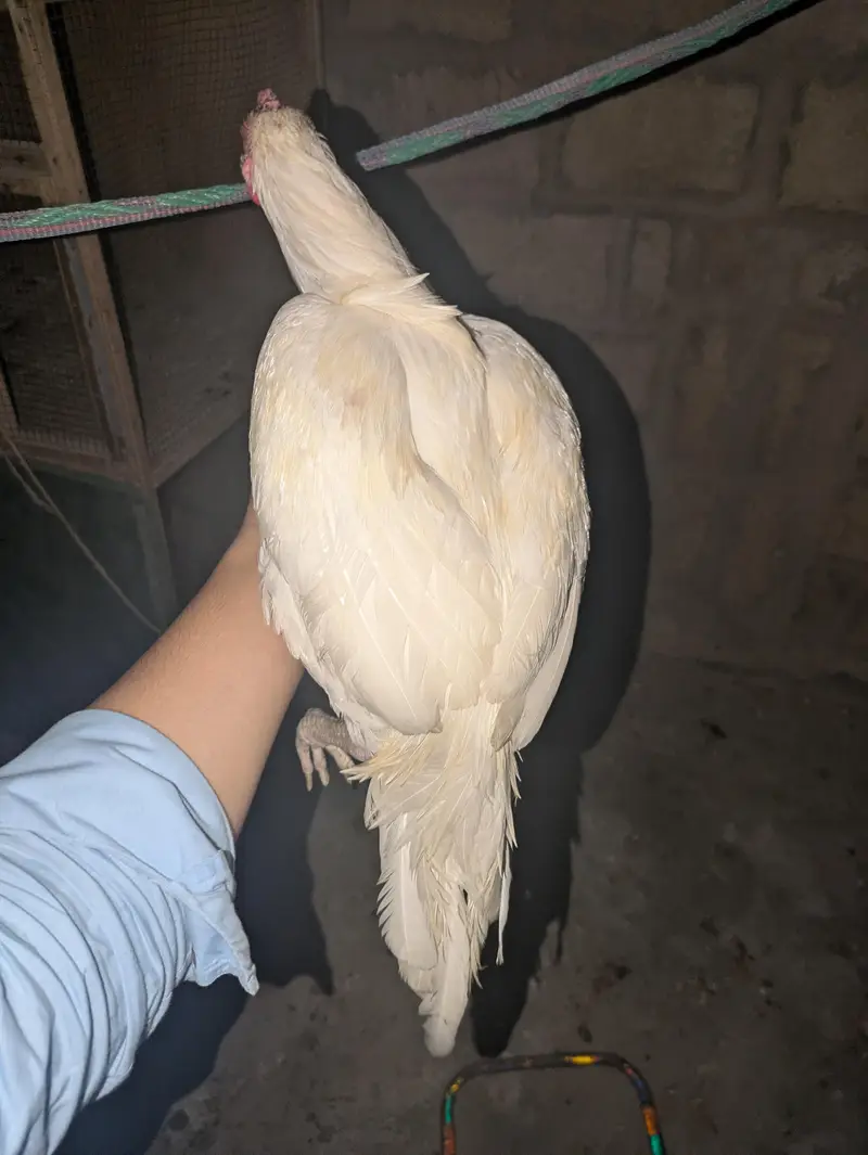 Aseel pair for sale — photo 2
