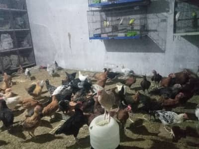 900 per piec