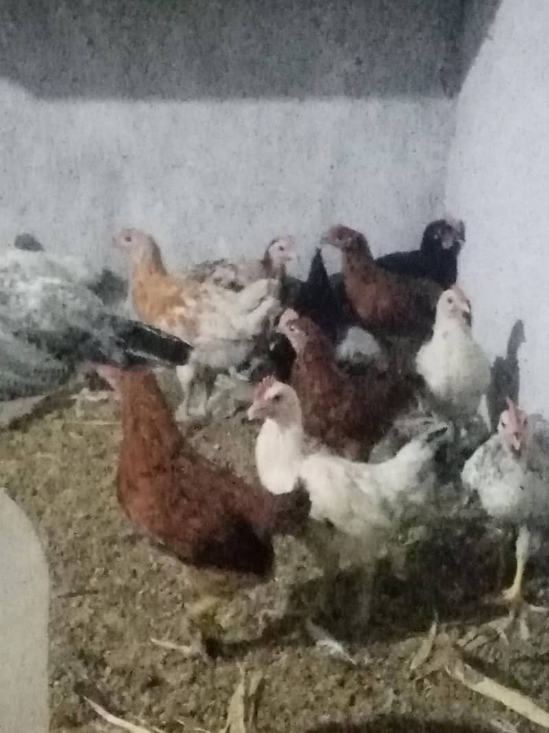 900 per piec 1