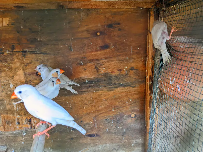 budgies males avialable healthy and active — photo 2