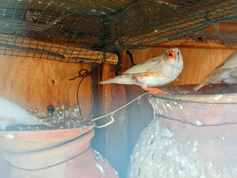 budgies males avialable healthy and active — photo 3